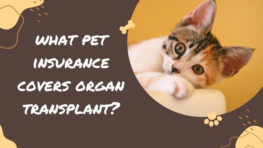 What Pet Insurance Covers Organ Transplant